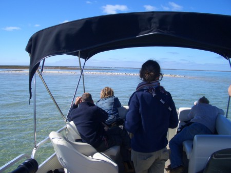 Birdwatching de barco no Parque Natural da Ria Formosa